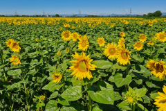 20220702_110047